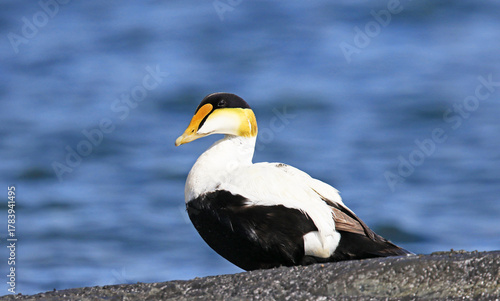 Common Eider, Male.  A large duck with valuable warm down feathers for Arctic conditions. Rimouski,  Quebec, Canada