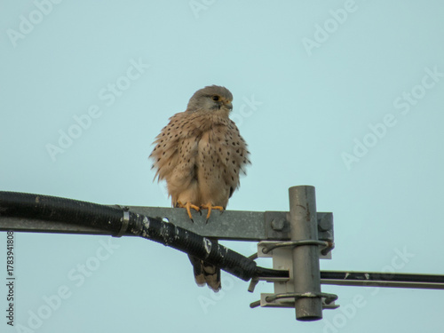 Common kestrel perched on a power line pole against clear blue sky, showcasing detailed plumage in natural light.