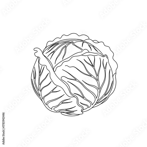 Outline of a cabbage vegetable on white background  