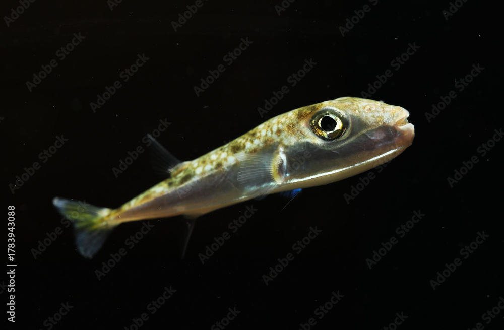 Fototapeta premium Suez Puffer (Lagocephalus suezensis) in black background