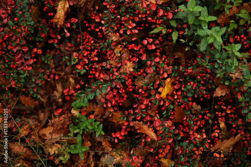 Bright red berries peek through brown leaves and green plants on the forest floor, bringing color to a misty autumn day