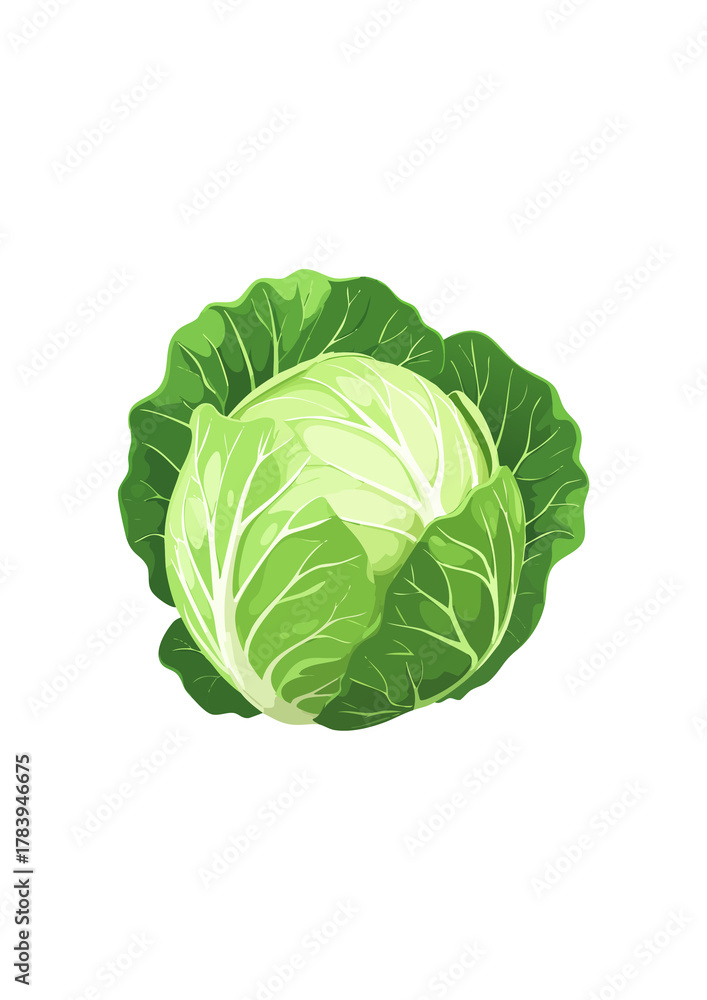 Fototapeta premium cabbage isolated on white background