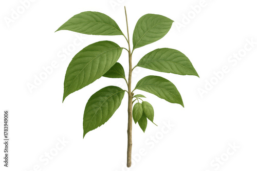 Young green plant stem with growing leaves, symbolizing nature, ecology, and new life on transparent background