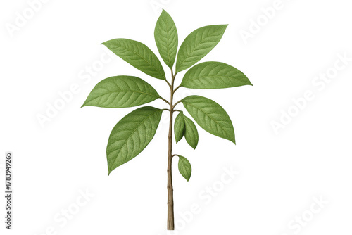 New plant growing, featuring vibrant green leaves and a visible stem, ideal for concepts of environment and ecology