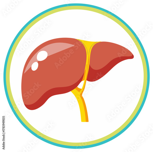 Medical illustration of a human liver organ with veins in a colorful circle