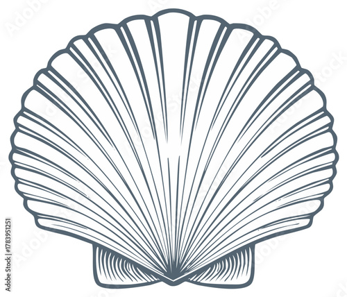 Stylized Scallop Shell Outline Simple Marine Nautical Design