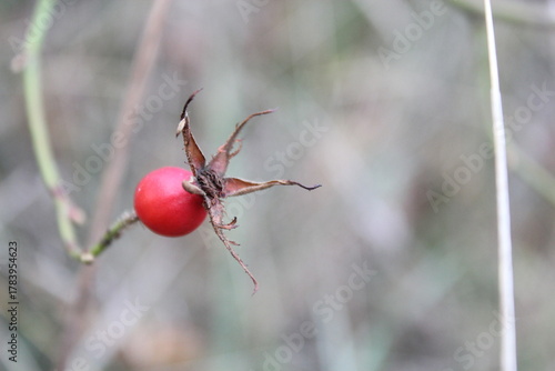 rose hip