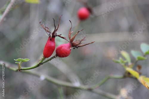 rose hip
