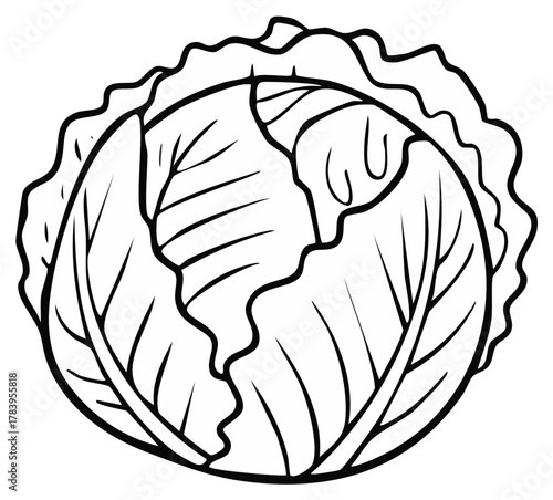 Outlined illustration of a fresh cabbage head for coloring books and educational materials