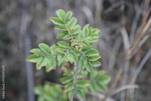 Rosehip leaves