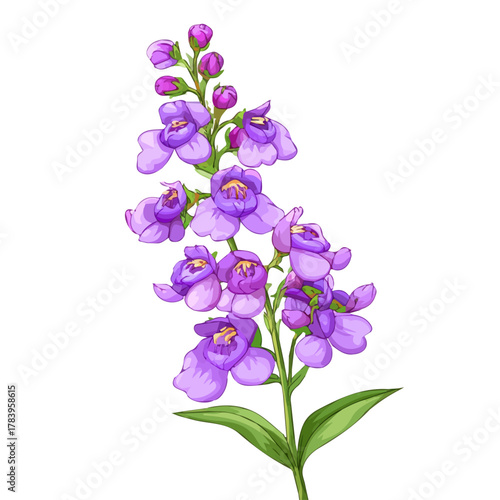 Minimal 2D flat vector of a Angelonia Flower, icon-style illustration on a white background