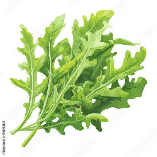 Minimal 2D flat vector of a Arugula Rocket, icon-style illustration on a white background