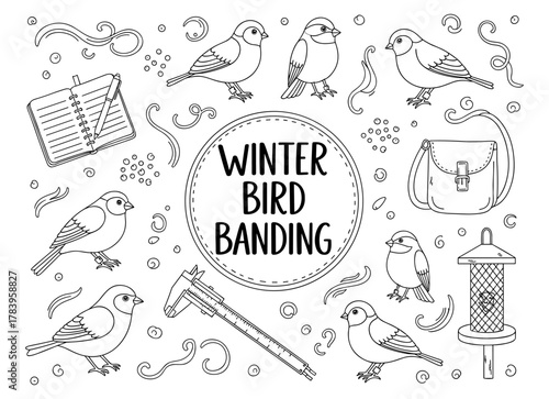 Winter bird banding: hand drawn birds, tools, and patterns in line art