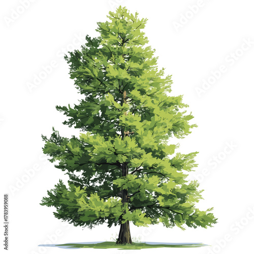 2D flat vector graphic of a Bald Cypress Tree in icon style, isolated on white background