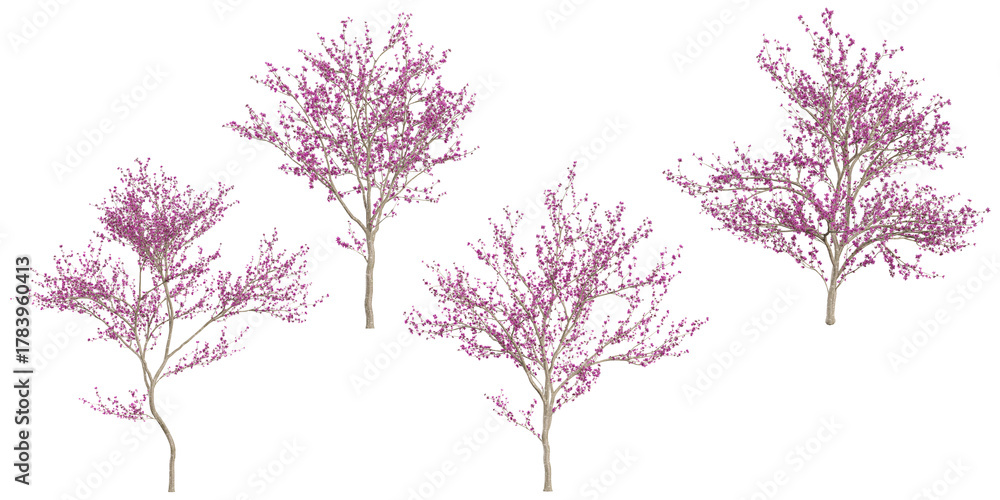 Naklejka premium 3d illustration of Cercis Plants on transparent background