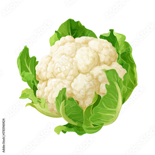Flat 2D Cauliflower vector illustration, icon graphic on white background