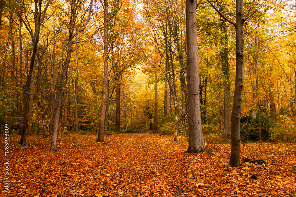 Fototapeta premium Autumn forest path lined with bright yellow trees and covered in fallen leaves, creating a warm seasonal landscape suitable for articles, covers and nature-themed designs.