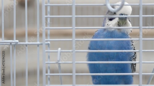 青いセキセイインコの毛づくろい・クローズアップのスローモーション