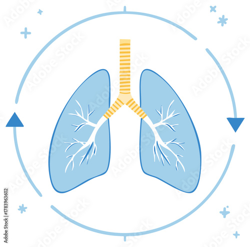 Anatomical illustration depicting human lungs and the respiratory system, with an arrow