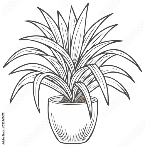 Line art houseplant in a pot, illustration of indoor decorative plant with long leaves, botanical drawing