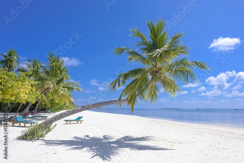 Fototapeta Naklejka Na Ścianę i Meble -  tropical beach with palm trees