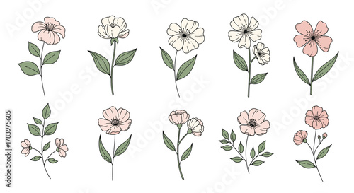 Exquisite collection of hand-drawn floral elements featuring various flowers with delicate outlines and soft pink or cream-colored petals, with green leaves and stems.