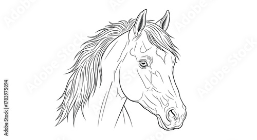 Detailed and powerful hand-drawn outline illustration of a horse's head, capturing its majestic features and flowing mane, against a clean white background.