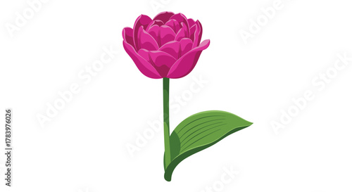 A single, vibrant pink tulip with a detailed green stem and leaf, presented in a stylized illustration, symbolizing beauty, love, and springtime.