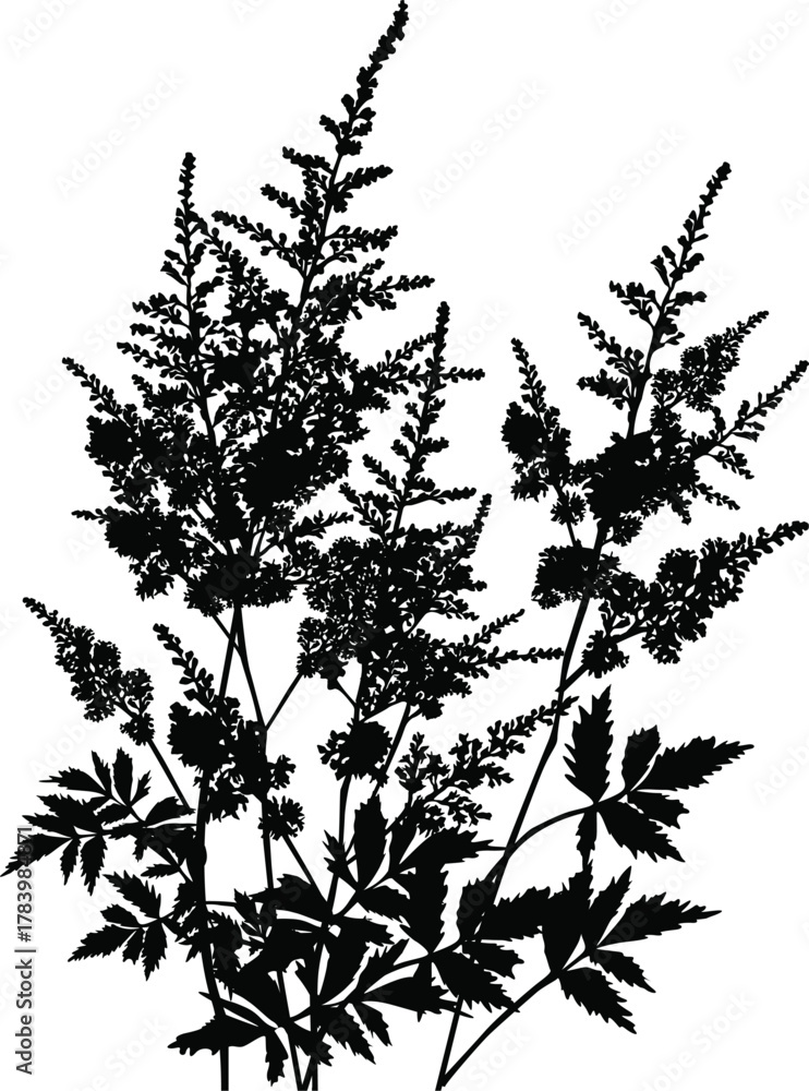 Obraz premium black flowers three branches isolated on white background