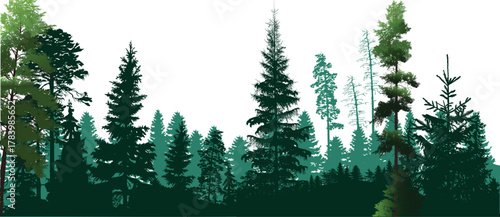 trees in firs green solid forest panorama