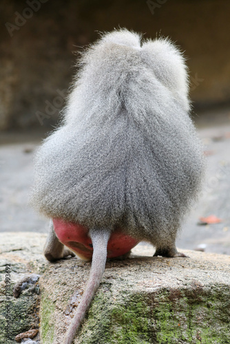 Obraz na płótnie Baboon at Munich Zo