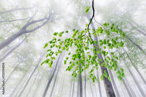 Whispers of Spring Fog