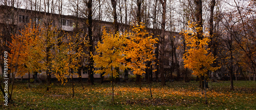 Row of vivid yellow and orange autumn trees growing in front of a residential apartment building on a cloudy fall day.