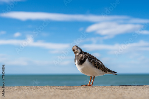 Seaside bird on a wall looking at the viewer. Blue sky and sunny day.