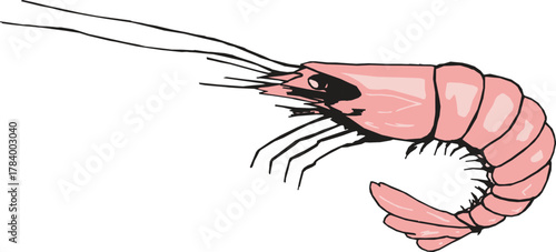 Shrimp vector design illustration