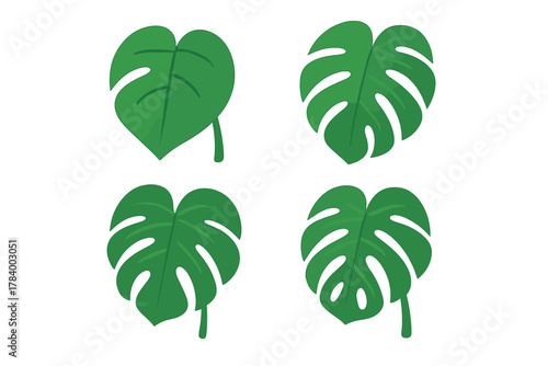Four stages of green monstera deliciosa leaf fenestration development