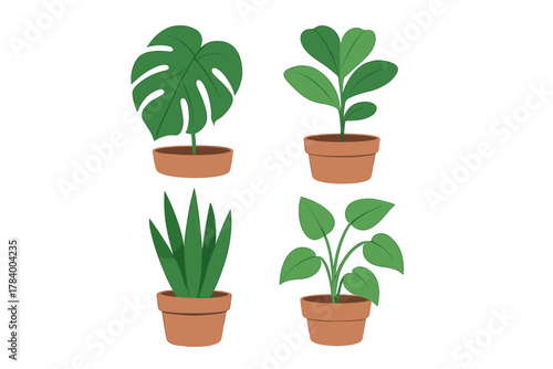 Four different popular house plants displayed in simple terracotta containers