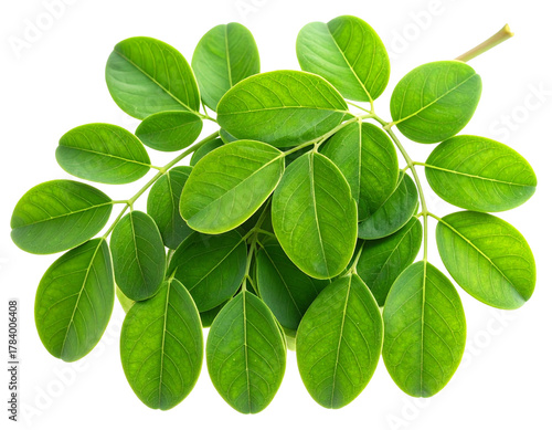 Şeffaf Arkaplanda izole edilmiş taze yeşil moringa yaprakları, sağlık, beslenme ve süper gıda konseptleri için mükemmeldir