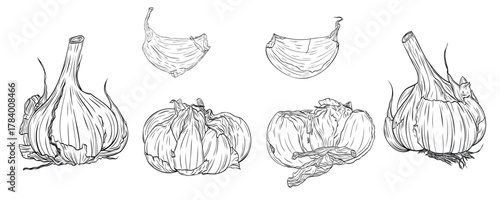 Set, clip art of monochrome botanical fragrant spice drawing of head and clove of garlic isolated. Graphic hand drawn ink black and white vector. Good for cooking, medicinal, tea, and garden