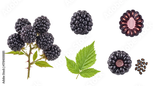 Vector illustration of blackberry fruit, whole, cut, seeds, and leaf on a white background