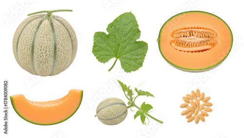 Vector illustration of cantaloupe fruit, leaf, slice, seeds, and whole fruit on a white background