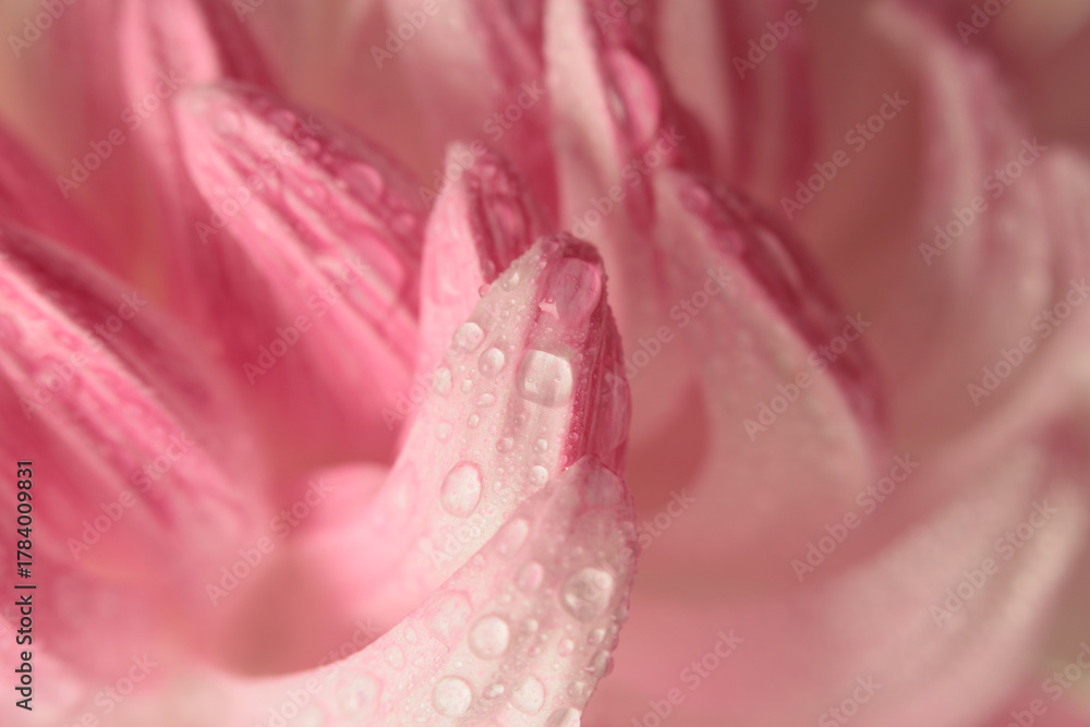 Naklejka premium Smoke selective soft focus cream beige, pink Flower Petal, with water Drops. Nature macro neutral background.