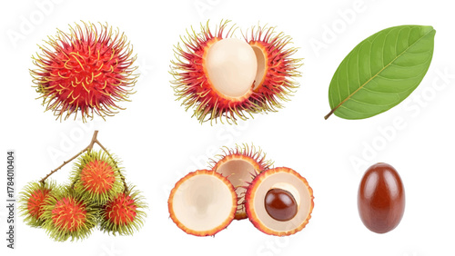 Vector illustration of rambutan fruit collection, whole, halved, and on the vine on a white background