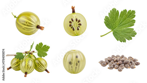 Vector illustration of collection of fresh gooseberry fruits, leaves, and seeds on a white background