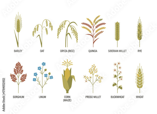 A colored vector illustration of spikelets from organic crops, featuring cereal plants such as barley, rye, corn, buckwheat, flax, oat, proso, quinoa, rice, Siberian millet, and sorghum, set against