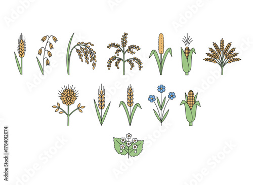 A collection of cereal crops—including barley, rye, corn, buckwheat, flax, oat, proso, quinoa, rice, Siberian millet, and sorghum—depicted as a detailed vector illustration of isolated spikelets