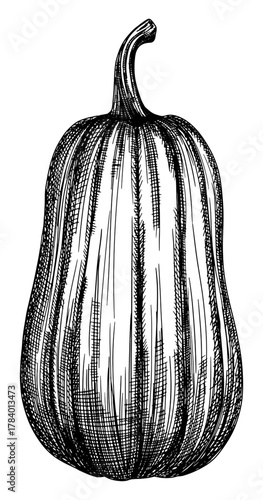 butternut squash pumpkin isolated hand drawn sketch elongated vegetable line art black and white detailed illustration seasonal harvest Thanksgiving rustic decor card design element
