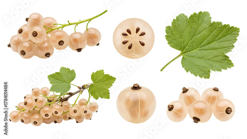 Vector illustration of white currants and leaves on a white background