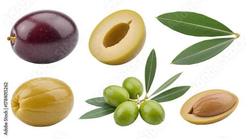 Vector illustration of collection of fresh olives, whole, halved, and on the branch on a white background