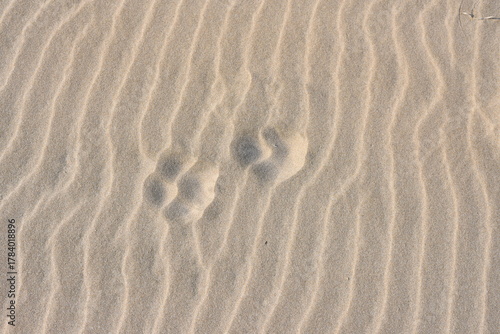 dog tracks in the sand